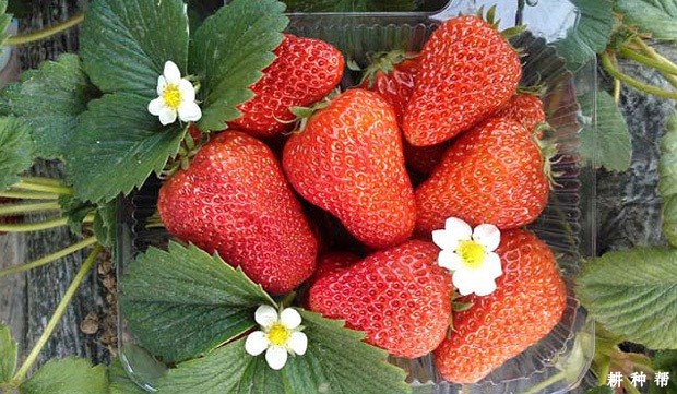卡麦罗莎草莓品种好不好? 卡麦罗莎草莓品种好不好?