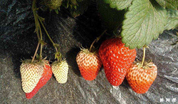 卡麦罗莎草莓品种好不好? 卡麦罗莎草莓品种好不好?