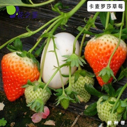 卡麦罗莎草莓品种好不好? 卡麦罗莎草莓品种好不好?