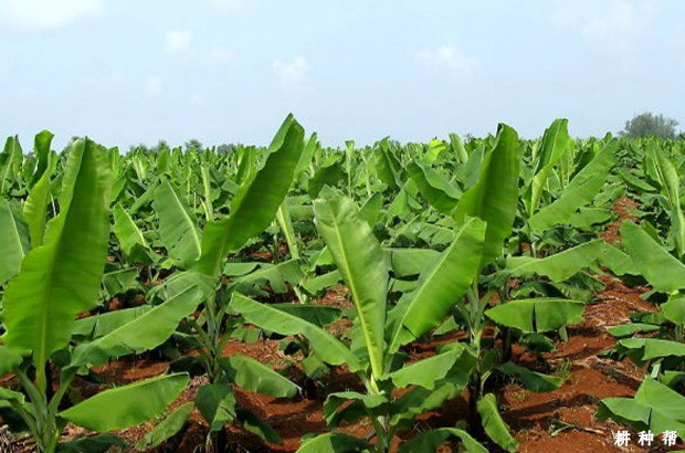 皇帝蕉如何种植? 皇帝蕉如何种植?