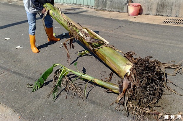 香蕉的茎有哪些特点? 香蕉的茎有哪些特点?