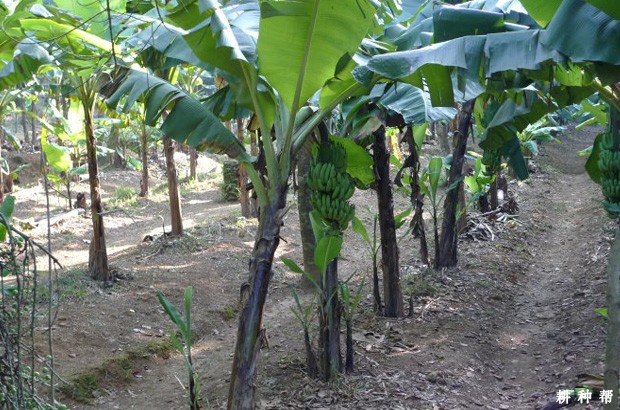 香蕉的茎有哪些特点? 香蕉的茎有哪些特点?