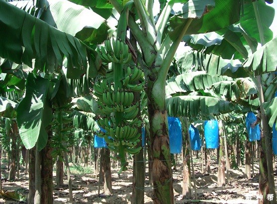 香蕉的茎有哪些特点? 香蕉的茎有哪些特点?
