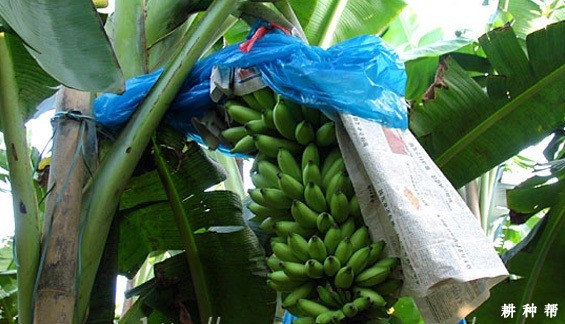 皇帝蕉如何种植? 皇帝蕉如何种植?