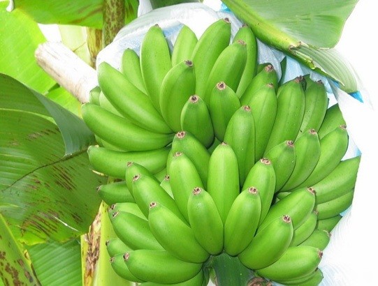 皇帝蕉如何种植? 皇帝蕉如何种植?