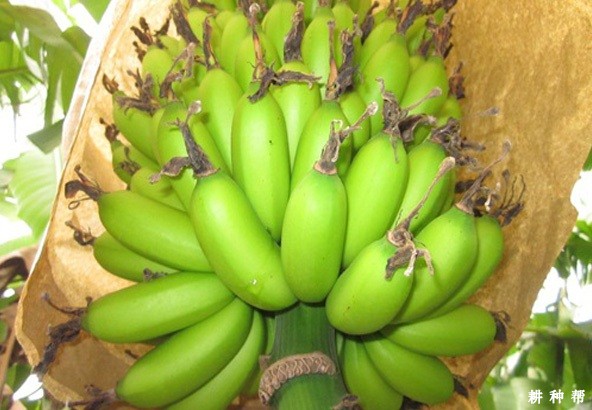皇帝蕉如何种植? 皇帝蕉如何种植?