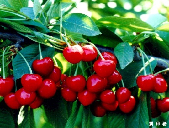 龙冠樱桃品种好不好? 龙冠樱桃品种好不好?