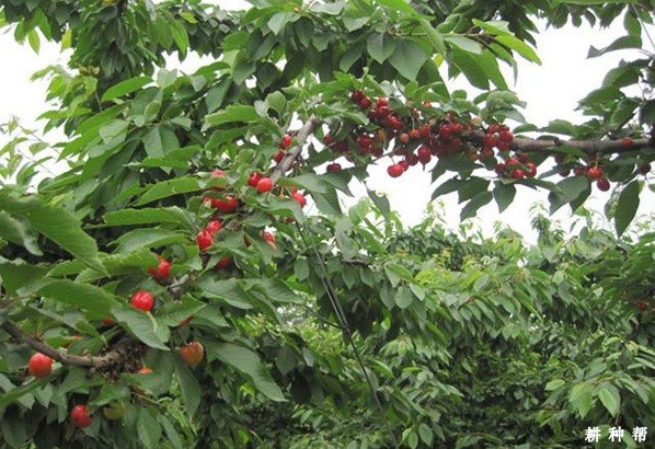 龙冠樱桃品种好不好? 龙冠樱桃品种好不好?