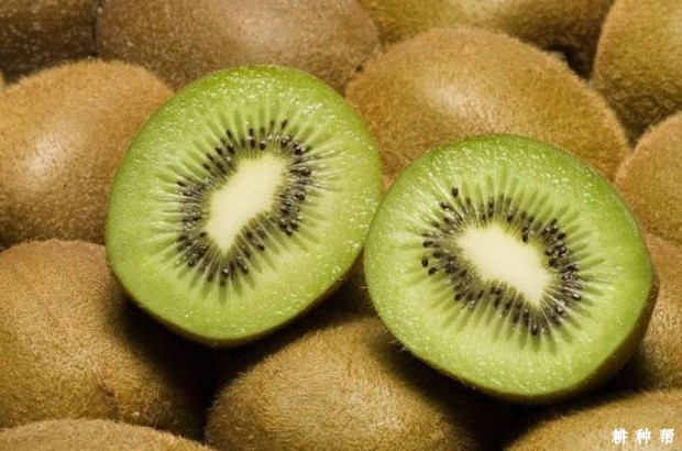 猕猴桃果实如何生长发育? 猕猴桃果实如何生长发育?