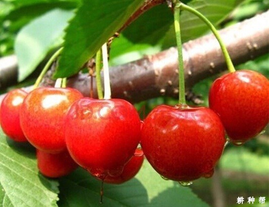 龙冠樱桃品种好不好? 龙冠樱桃品种好不好?