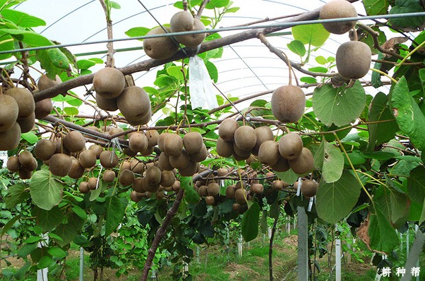 猕猴桃果实如何生长发育? 猕猴桃果实如何生长发育?