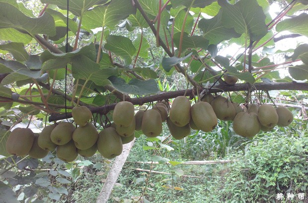 明磊草莓品种好不好？