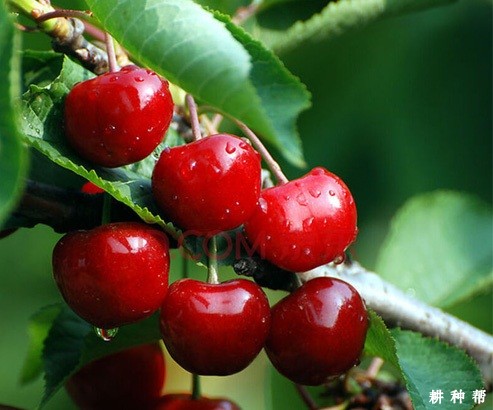 龙冠樱桃品种好不好? 龙冠樱桃品种好不好?