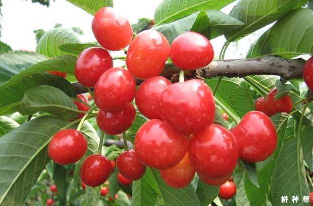 拉宾斯樱桃品种好不好? 拉宾斯樱桃品种好不好?