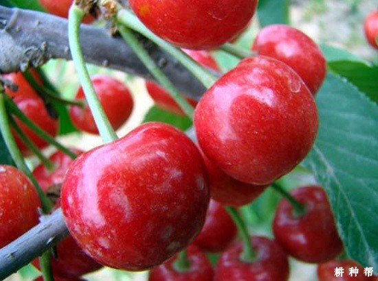 拉宾斯樱桃品种好不好? 拉宾斯樱桃品种好不好?