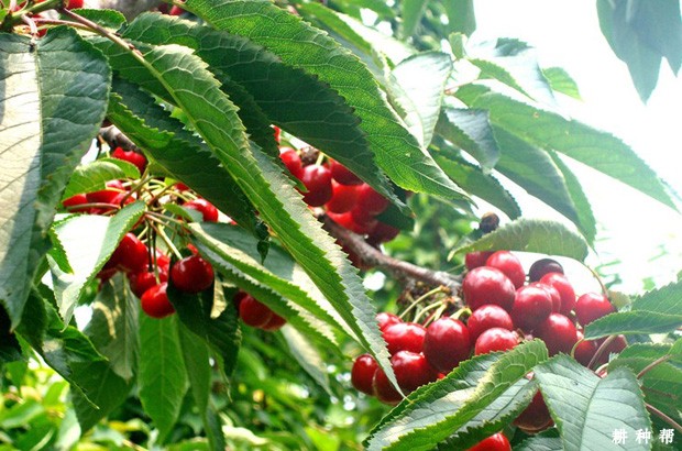 拉宾斯樱桃品种好不好? 拉宾斯樱桃品种好不好?