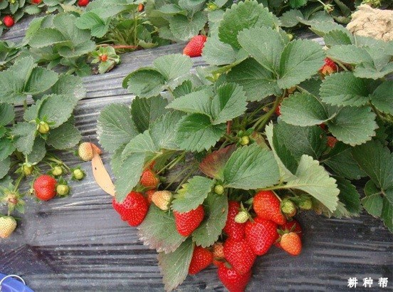 硕蜜草莓品种好不好? 硕蜜草莓品种好不好?