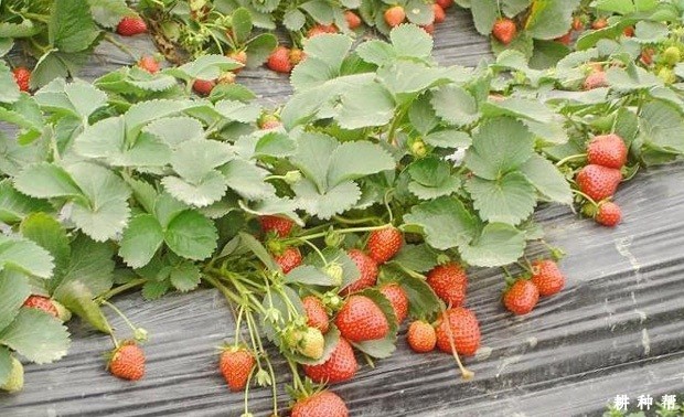 硕蜜草莓品种好不好? 硕蜜草莓品种好不好?