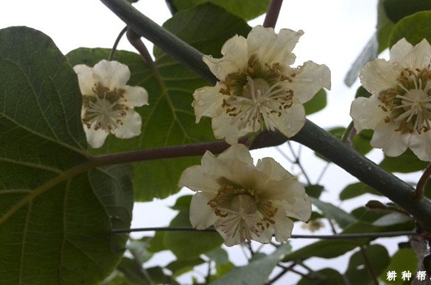 猕猴桃什么时候开花? 猕猴桃什么时候开花?