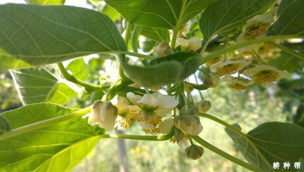 猕猴桃什么时候开花? 猕猴桃什么时候开花?