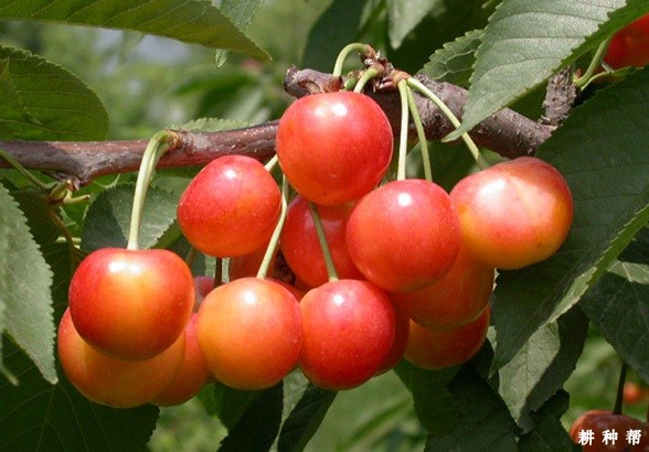 巨红樱桃品种好不好？