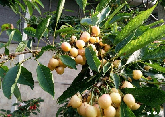 巨红樱桃品种好不好？