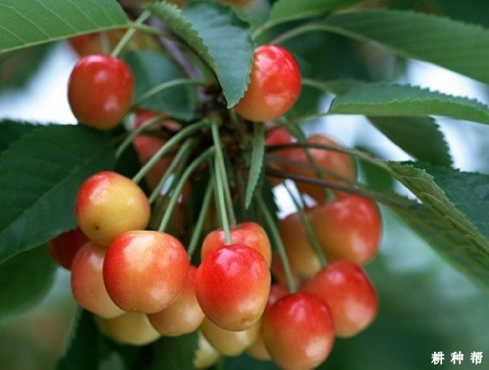 巨红樱桃品种好不好？