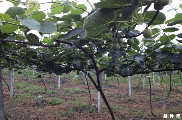 干旱对猕猴桃有哪些危害? 干旱对猕猴桃有哪些危害?