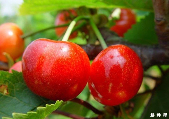 晚丰樱桃品种好不好? 晚丰樱桃品种好不好?
