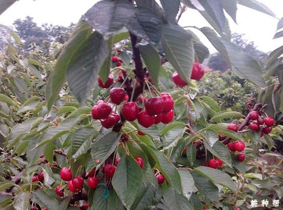 晚丰樱桃品种好不好? 晚丰樱桃品种好不好?