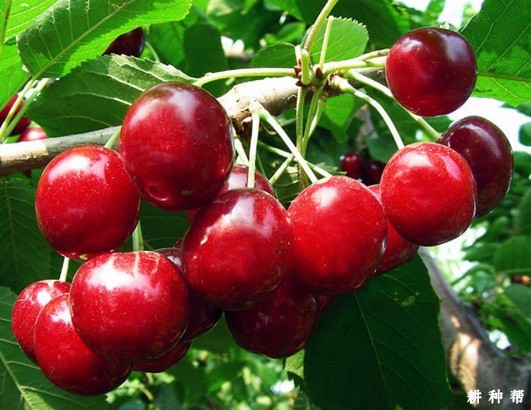 晚丰樱桃品种好不好? 晚丰樱桃品种好不好?