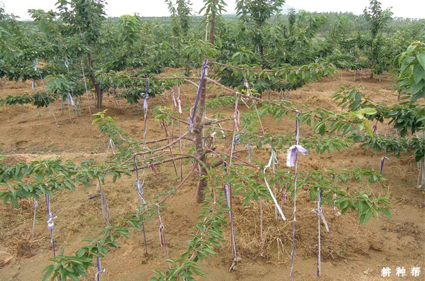 樱桃树的枝条有哪些特点? 樱桃树的枝条有哪些特点?