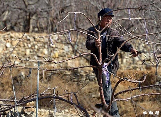 樱桃树的枝条有哪些特点? 樱桃树的枝条有哪些特点?