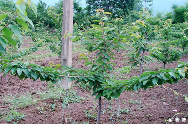 樱桃树的枝条有哪些特点? 樱桃树的枝条有哪些特点?