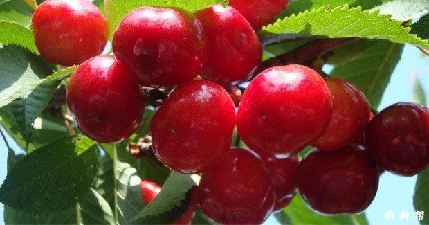 早红宝石樱桃品种好不好？