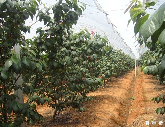 樱桃树花芽什么时候分化? 樱桃树花芽什么时候分化?