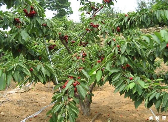 樱桃树花芽什么时候分化? 樱桃树花芽什么时候分化?