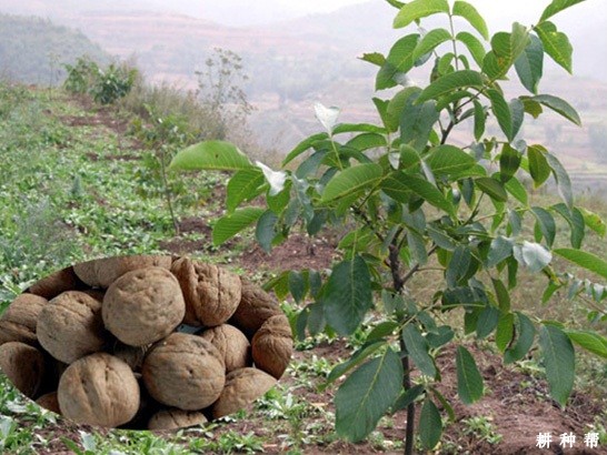 京861核桃品种好不好？