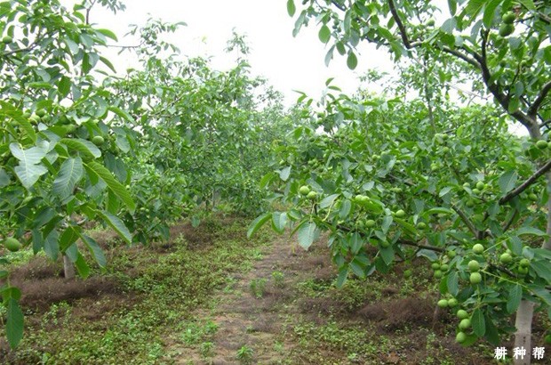 早实核桃有什么特点? 早实核桃有什么特点?