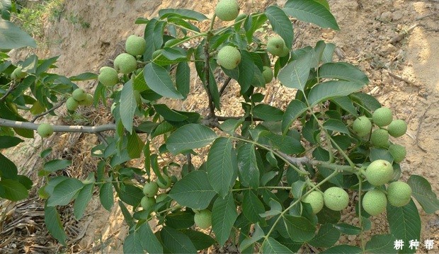 早实核桃有什么特点? 早实核桃有什么特点?