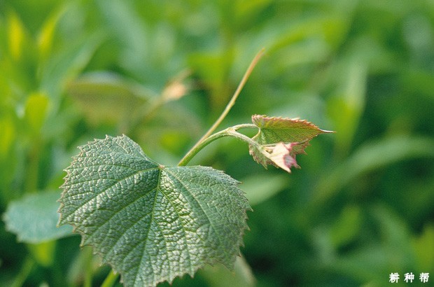 葡萄生长中各种元素起什么作用? 葡萄生长中各种元素起什么作用?