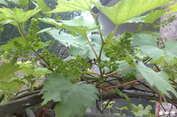 葡萄生长中各种元素起什么作用? 葡萄生长中各种元素起什么作用?