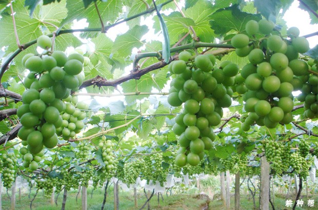 葡萄生长中各种元素起什么作用? 葡萄生长中各种元素起什么作用?