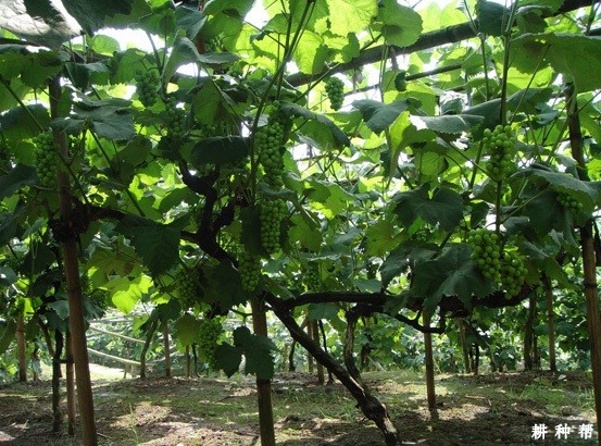 葡萄生长中各种元素起什么作用? 葡萄生长中各种元素起什么作用?