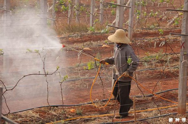 葡萄怎么使用赤霉素? 葡萄怎么使用赤霉素?