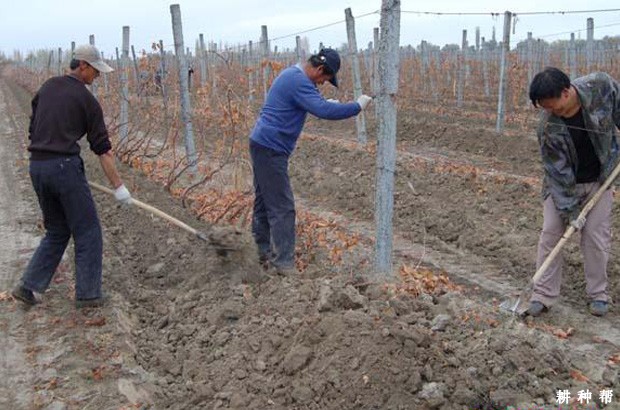 葡萄怎么埋土防寒？