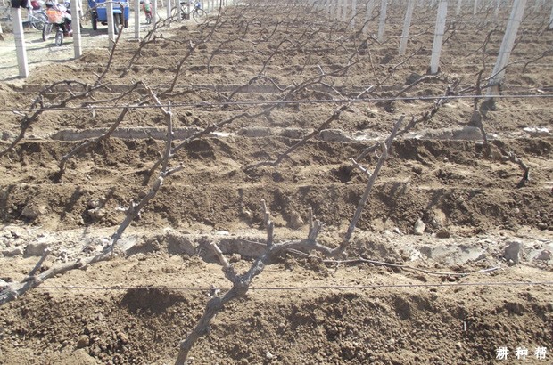 葡萄怎么埋土防寒？