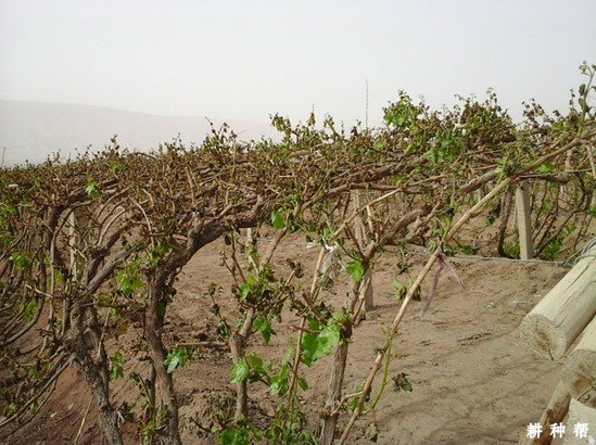 葡萄怎么埋土防寒？