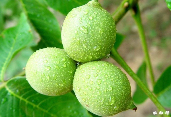 核桃果实的生长习性是怎么样？