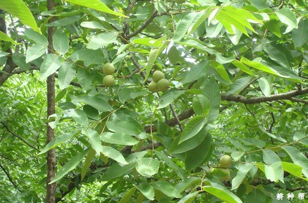 核桃果实的生长习性是怎么样？